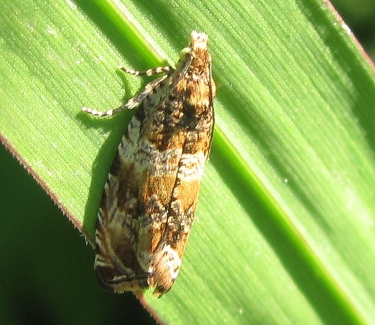 Celypha flavipalpana (Tortricidae)